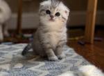 Silver Scottish Fold Kitten - Scottish Fold Kitten For Sale - 