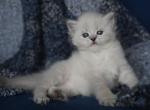 HOLLIS IZ TVERSKOGO KNYAZHESTVA - Siberian Kitten For Sale - NY&comma; US
