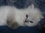 HOPE IZ TVERSKOGO KNYAZHESTVA - Siberian Kitten For Sale - NY&comma; US