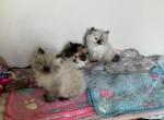 Persians - Persian Kitten For Sale - Lockport&comma; NY&comma; US