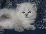 HARDY IZ TVERSKOGO KNYAZHESTVA - Siberian Kitten For Sale - NY&comma; US