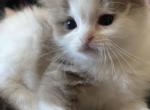Cinnamon - Ragdoll Kitten For Sale - Gardnerville&comma; NV&comma; US