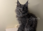 Maximus Blue Maine coon - Maine Coon Kitten For Sale - 