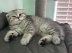 Cherry - Scottish Fold Kitten For Sale - 
