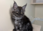 Bud Askins Black Smoke - Maine Coon Kitten For Sale - 