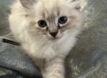Burberry TICA Ragdoll - Ragdoll Kitten For Sale - Amherst&comma; NH&comma; US