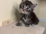 Kristoff Polydactyl Black Silver Tabby Maine Coon - Maine Coon Kitten For Sale - Villa Rica&comma; GA&comma; US