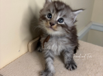 Hans Black Silver tabby Maine coon - Maine Coon Kitten For Sale - Villa Rica&comma; GA&comma; US