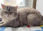 Basya - Scottish Straight Cat For Sale - Philadelphia&comma; PA&comma; US