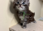 Olaf Black silver tabby Maine coon - Maine Coon Kitten For Sale - Villa Rica&comma; GA&comma; US