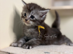 Anna Polydactyl Black Silver Tabby Maine Coon - Maine Coon Kitten For Sale - Villa Rica&comma; GA&comma; US