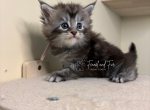 Elsa Polydactyl Black Silver Tabby Maine Coon - Maine Coon Kitten For Sale - Villa Rica&comma; GA&comma; US