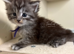 Iduna Polydactyl Black Silver Tabby Maine Coon - Maine Coon Kitten For Sale - Villa Rica&comma; GA&comma; US