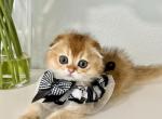 Winnie - Scottish Fold Kitten For Sale - Jacksonville&comma; FL&comma; US