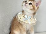 Eeyore - Scottish Straight Kitten For Sale - Jacksonville&comma; FL&comma; US