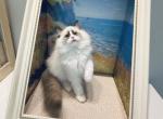 DD - Ragdoll Kitten For Sale - Queens&comma; NY&comma; US