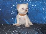 Sirius - Siamese Kitten For Sale - Anza&comma; CA&comma; US