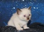 Draco - Snowshoe Kitten For Sale - Anza&comma; CA&comma; US