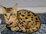 SBT Savannah Orange - Savannah Kitten For Sale - Lakeland&comma; FL&comma; US