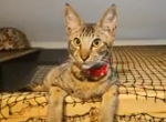 F4  Mr Romeo - Savannah Kitten For Sale - Lakeland&comma; FL&comma; US