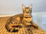 F4 Mr whitie - Savannah Kitten For Sale - Lakeland&comma; FL&comma; US