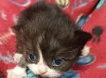 Brooklyn - Ragdoll Kitten For Sale - 