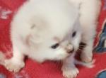 Luca Available Chet Hold - Ragdoll Kitten For Sale - AR&comma; US