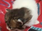 Paxton - Ragdoll Kitten For Sale - AR&comma; US