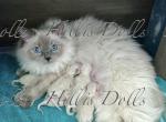 The Sea of Traditional BluePoints - Ragdoll Kitten For Sale - Millersport&comma; OH&comma; US