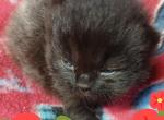 Grayson - Ragdoll Kitten For Sale - 