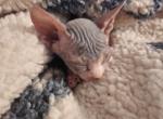 Hopper - Sphynx Kitten For Sale - Vineland&comma; NJ&comma; US