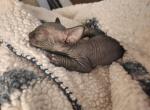 Weevil - Sphynx Kitten For Sale - Vineland&comma; NJ&comma; US