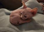Luna - Bambino Kitten For Sale - Vineland&comma; NJ&comma; US
