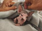 Beetle - Sphynx Kitten For Sale - 