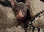 Mantis - Sphynx Kitten For Sale - 