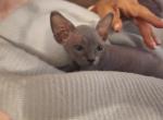 Atlas - Sphynx Kitten For Sale - Vineland&comma; NJ&comma; US