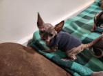 Cicada - Sphynx Kitten For Sale - Vineland&comma; NJ&comma; US
