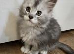 Daisy - Maine Coon Kitten For Sale - MS&comma; US