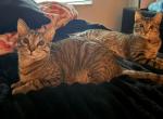 Linguine and Gustavo - Domestic Cat For Adoption - Village Of Wellington&comma; FL&comma; US