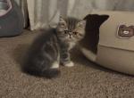 Dumpling litter - Exotic Kitten For Sale - Warminster&comma; PA&comma; US