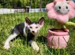Canadian sphynx kitten Spiderman - Sphynx Kitten For Sale - 