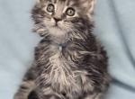 Ragdolls and Maine Coons available now - Maine Coon Kitten For Sale - Tres Piedras&comma; NM&comma; US
