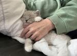 Tiger - Ragdoll Kitten For Sale - 