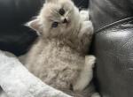 Tiger - Ragdoll Kitten For Sale - San Diego&comma; CA&comma; US