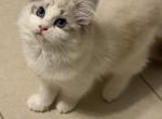 Cocnut - Ragdoll Kitten For Sale - 
