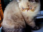 Exotic Shorthair - Exotic Kitten For Sale - Nanty Glo&comma; PA&comma; US