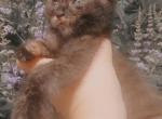 Cherry - American Shorthair Kitten For Sale - 