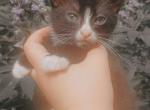 Chips - American Shorthair Kitten For Sale - Columbus&comma; GA&comma; US