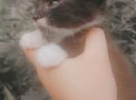 Oreo - American Shorthair Kitten For Sale - 