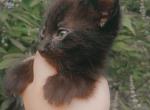 Cocoa - American Shorthair Kitten For Sale - 